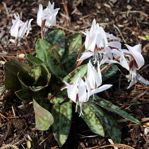 Erythronium: The Magical Woodland Fawn Lily .